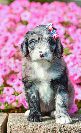Riley_F_5354_Bernedoodle-4
