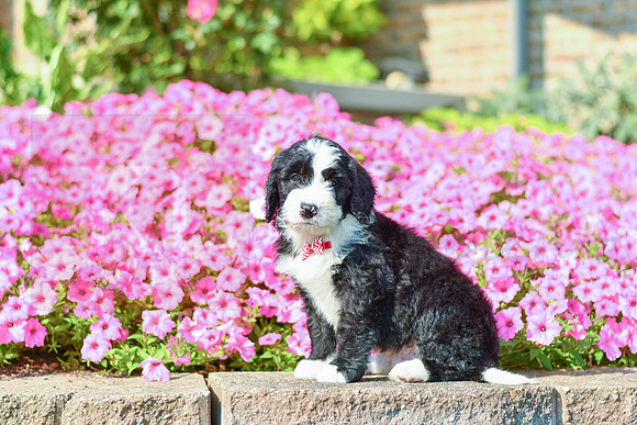 Ripkin_M_5359_Bernedoodle-1