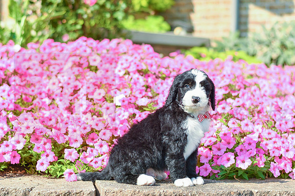 Ripkin_M_5359_Bernedoodle-2