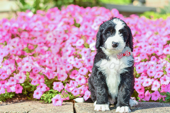 Ripkin_M_5359_Bernedoodle-3