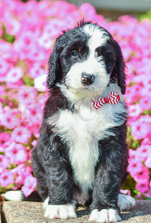 Ripkin_M_5359_Bernedoodle-4