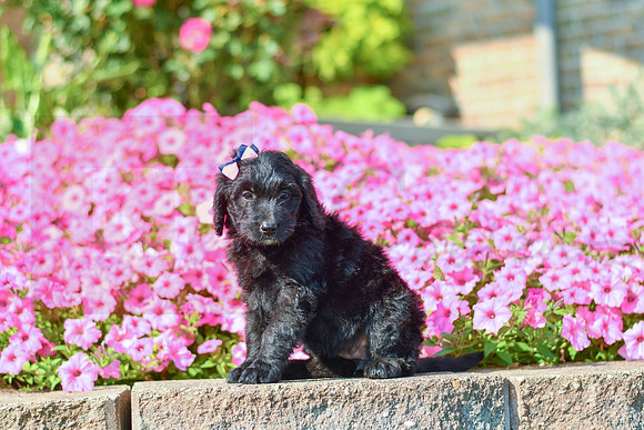 Riri_M_5460_Bernedoodle-1