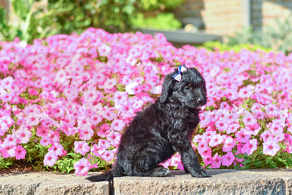 Riri_M_5460_Bernedoodle-2