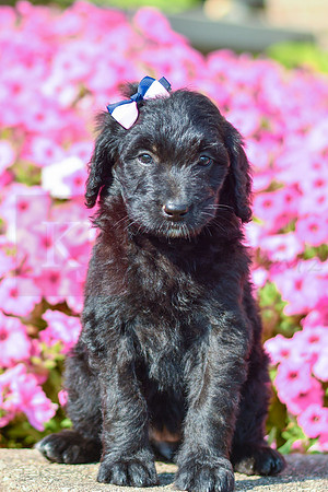 Riri_M_5460_Bernedoodle-3