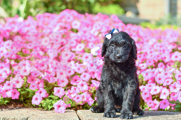 Riri_M_5460_Bernedoodle-4