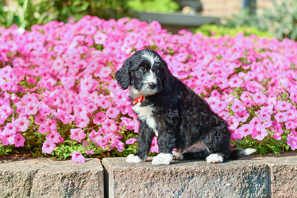 Rolland_M_5358_Bernedoodle-1