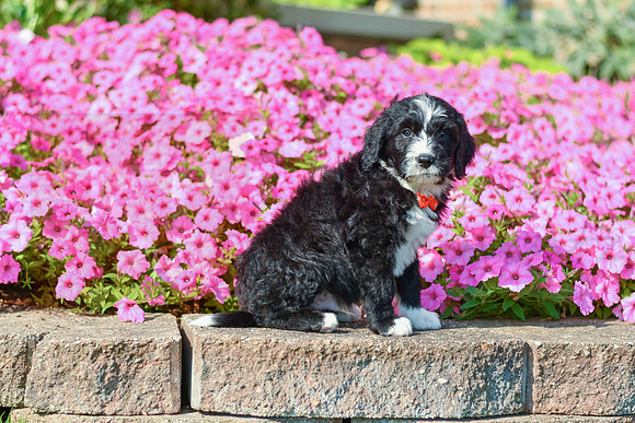 Rolland_M_5358_Bernedoodle-2