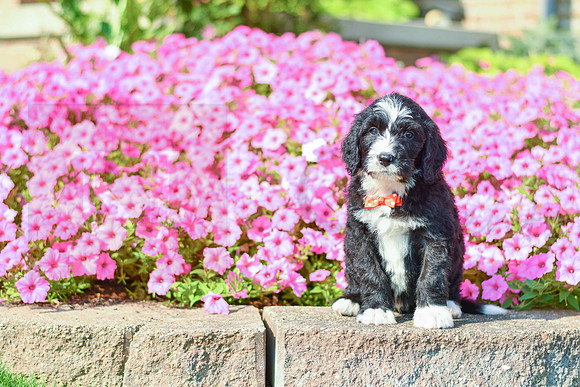 Rolland_M_5358_Bernedoodle-3