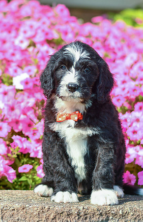 Rolland_M_5358_Bernedoodle-4