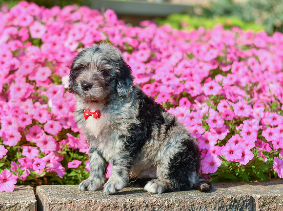 Ruger_M_5356_Bernedoodle-1
