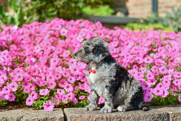 Ruger_M_5356_Bernedoodle-2
