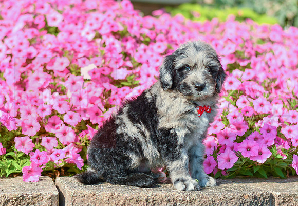 Ruger_M_5356_Bernedoodle-3