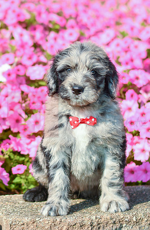 Ruger_M_5356_Bernedoodle-5
