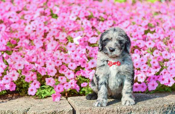 Ruger_M_5356_Bernedoodle-4