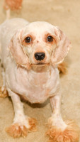 Lucy_F_Poodle-1