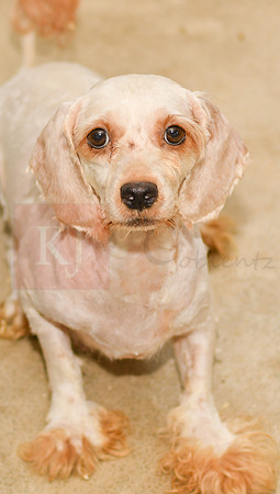 Lucy_F_Poodle-1