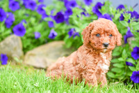 Hadley_F_??_Cavapoo-1