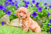 Hadley_F_??_Cavapoo-2