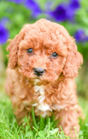 Hadley_F_??_Cavapoo-4
