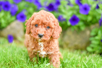 Hadley_F_??_Cavapoo-3