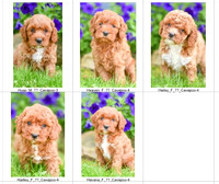 07.06.23 Cavapoo's