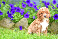 Hailey_F_??_Cavapoo-1
