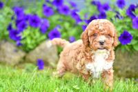 Hailey_F_??_Cavapoo-2