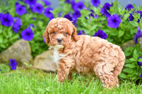 Hailey_F_??_Cavapoo-3