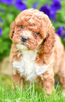 Hailey_F_??_Cavapoo-4