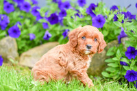 Havana_F_??_Cavapoo-1
