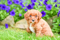 Havana_F_??_Cavapoo-2
