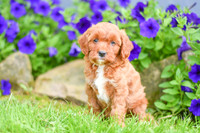 Havana_F_??_Cavapoo-3