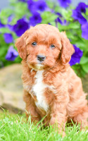 Havana_F_??_Cavapoo-4