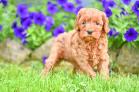 Heaven_F_??_Cavapoo-1