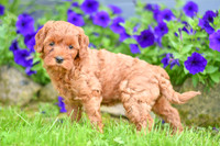 Heaven_F_??_Cavapoo-2
