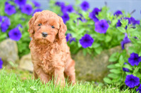 Heaven_F_??_Cavapoo-3
