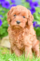 Heaven_F_??_Cavapoo-4