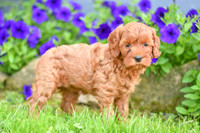 Heaven_F_??_Cavapoo-5
