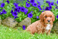 Hugo_M_??_Cavapoo-1