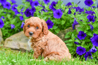 Hugo_M_??_Cavapoo-2