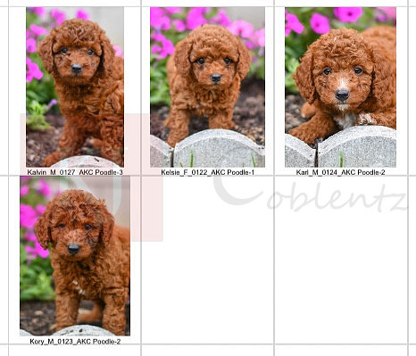 06.08.23 Poodle Litter Photo