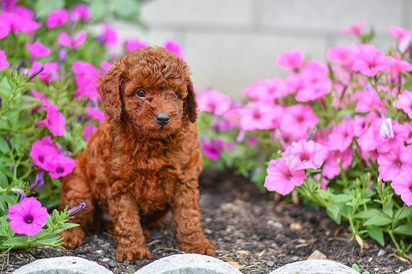 Kalvin_M_0127_AKC Poodle-1