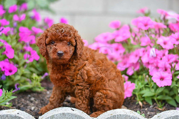 Kalvin_M_0127_AKC Poodle-2