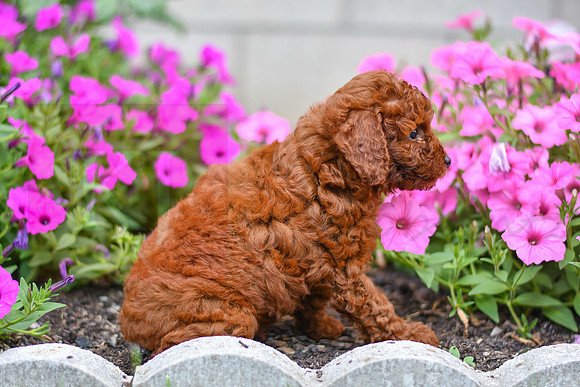 Kalvin_M_0127_AKC Poodle-4
