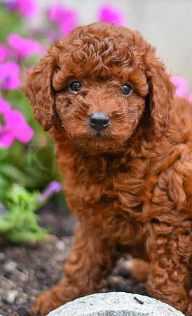 Kalvin_M_0127_AKC Poodle-3