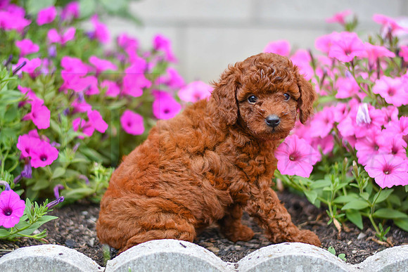 Kalvin_M_0127_AKC Poodle-5