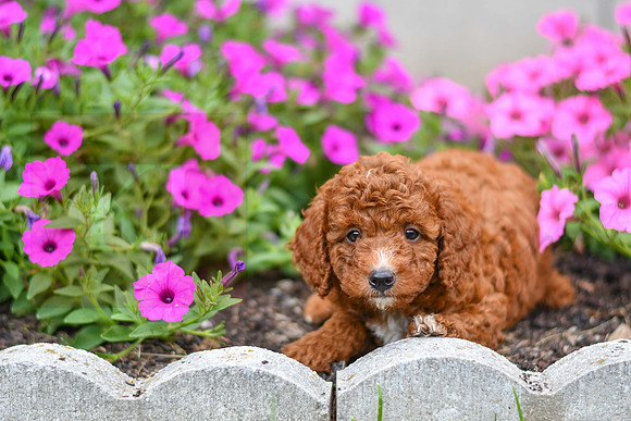 Karl_M_0124_AKC Poodle-1
