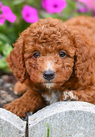 Karl_M_0124_AKC Poodle-2