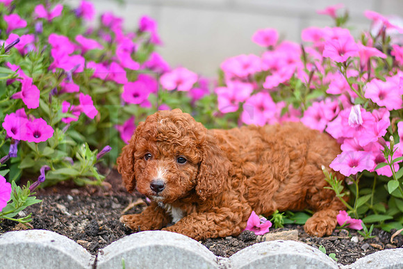 Karl_M_0124_AKC Poodle-3