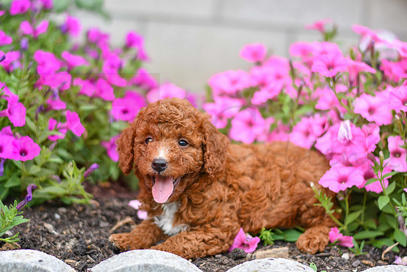 Karl_M_0124_AKC Poodle-4